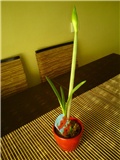 amaryllis